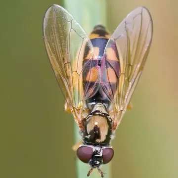 Melanostoma mellinum (Linnaeus, 1758):594