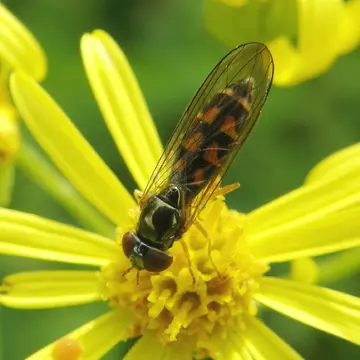 Melanostoma scalare (Fabricius, 1794):308