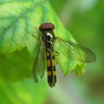 Melanostoma scalare (Fabricius, 1794):308