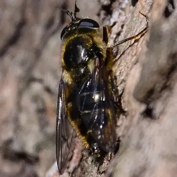 Merapioidus villosus Bigot, 1879:1