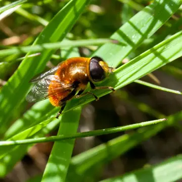 Merodon aureus Fabricius, 1805:198
