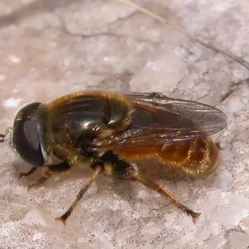 Merodon albifrons Meigen, 1822:359