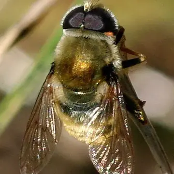 Merodon ambiguus Brǎdescu, 1986:103