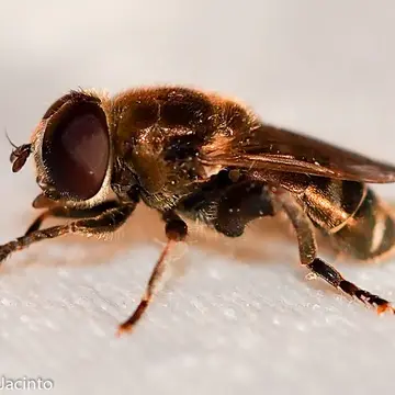 Merodon calcaratus (Fabricius, 1794):301