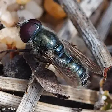 Merodon chalybeus Wiedemann, 1822:365