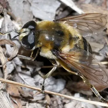 Merodon clavipes (Fabricius, 1781):427