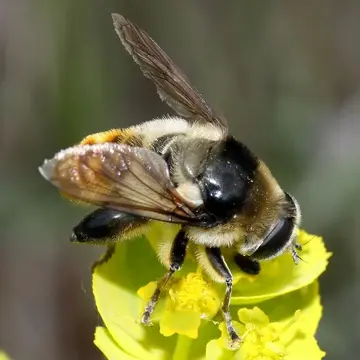 Merodon clavipes (Fabricius, 1781):427