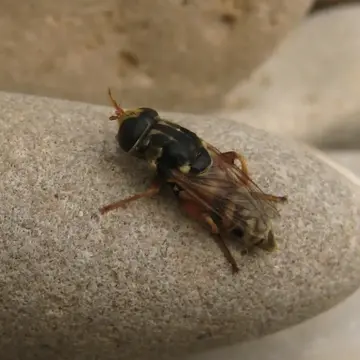 Merodon aurifer Loew, 1862:83