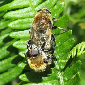 Merodon equestris (Fabricius, 1794):292