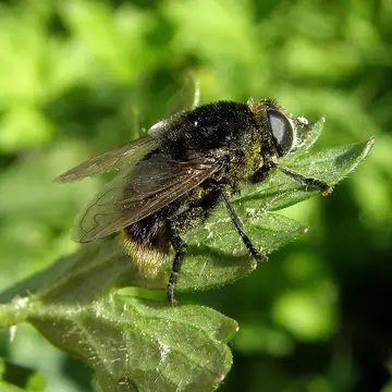 Merodon equestris (Fabricius, 1794):292