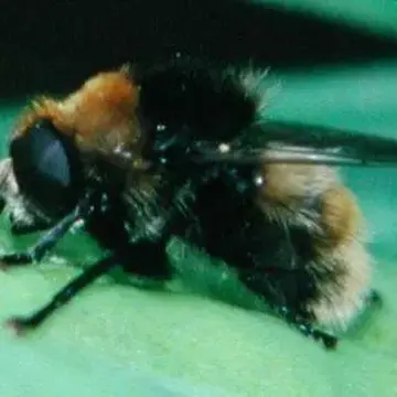 Merodon equestris (Fabricius, 1794):292