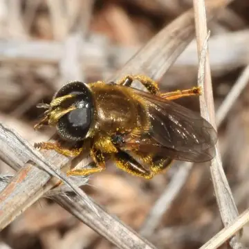 Merodon funestus (Fabricius, 1794):302