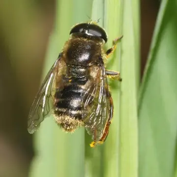 Merodon funestus (Fabricius, 1794):302