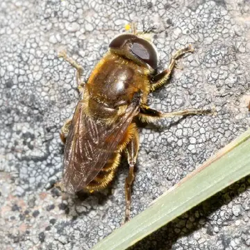 Merodon eques (Fabricius, 1805):193