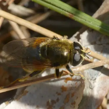 Merodon loewi Goot, 1964:218