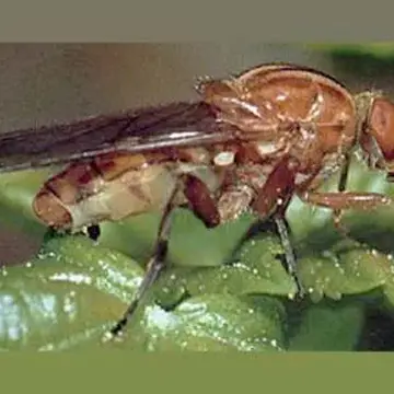 Brachyopa vittata Zetterstedt, 1843:687