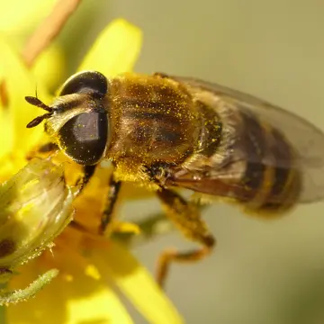 Merodon neofasciatus Ståhls & Vujić

, 2018:33