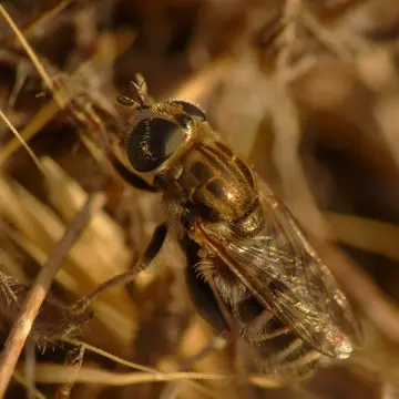 Merodon pulveris Vujić & Radenkovič, 2011:41