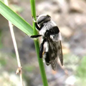 Merodon quadrinotata (Sack, 1931):324