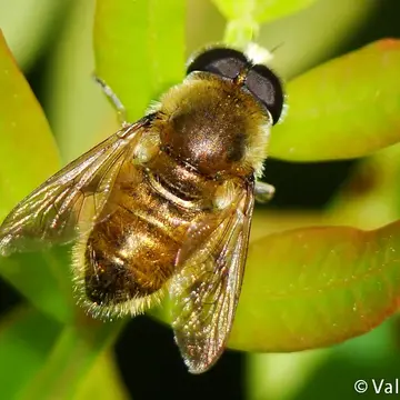 Merodon submetallicus Rondani, 1857:63