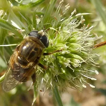 Merodon varius Rondani, 1845:262