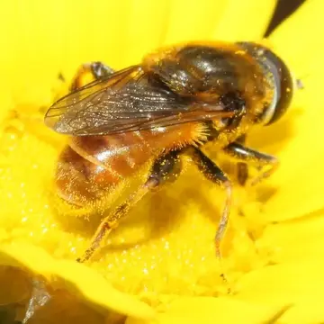 Merodon varius Rondani, 1845:262