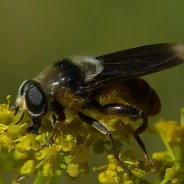 Merodon velox Loew, 1869:253