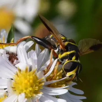 Meromacrus acutus (Fabricius, 1805):189