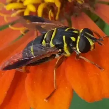 Meromacrus acutus (Fabricius, 1805):189