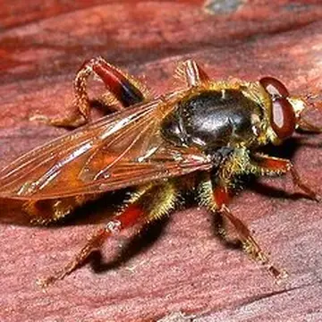 Brachypalpoides flavifacies Shiraki, 1930:68