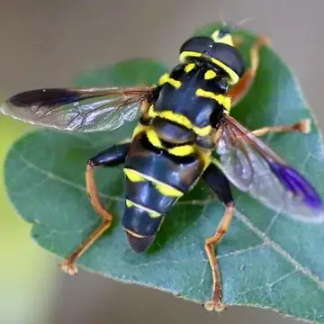 Meromacrus acutus (Fabricius, 1805):189