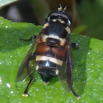 Meromacrus pinguis (Fabricius, 1775):763