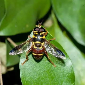 Meromacrus ruficrus (Wiedemann, 1830):105