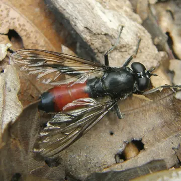 Brachypalpoides lentus Meigen, 1822:222