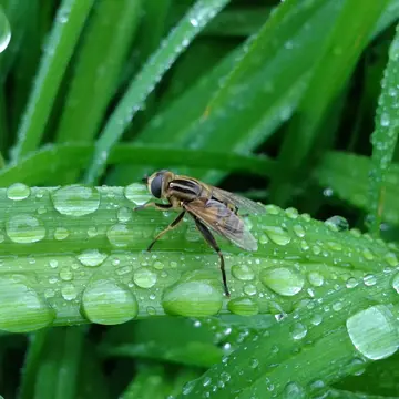 Mesembrius peregrinus (Loew, 1846):118