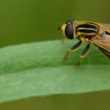 Mesembrius peregrinus (Loew, 1846):118