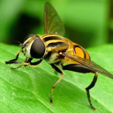 Mesembrius vestitus (Wiedemann, 1821):419