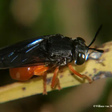 Microdon inermis Williston, 1888:258