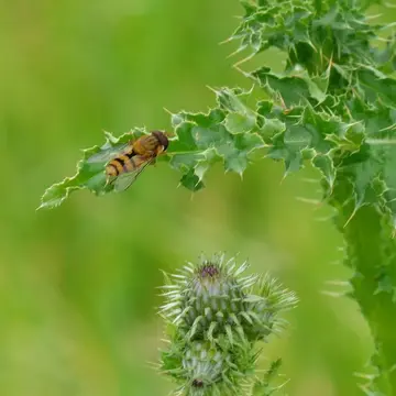 Eupeodes aino (Matsumura, 1918):19
