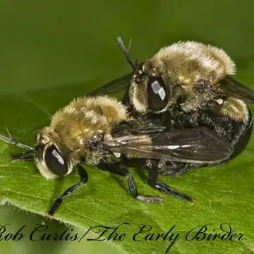 Microdon (Dimeraspis) abditus (Thompson, 1981):732