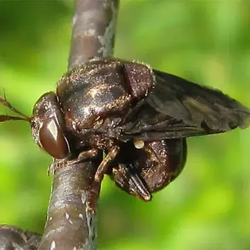 Microdon (Dimeraspis) abditus (Thompson, 1981):732