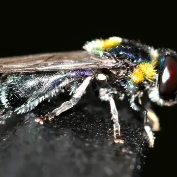 Microdon amabilis Ferguson, 1926:175