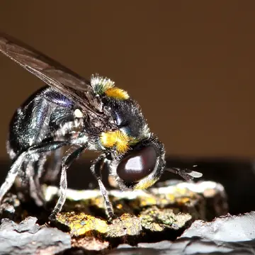 Microdon amabilis Ferguson, 1926:175