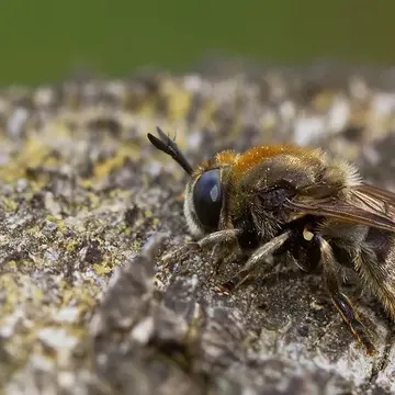 Hypselosyrphus anax (Thompson, 1976):61