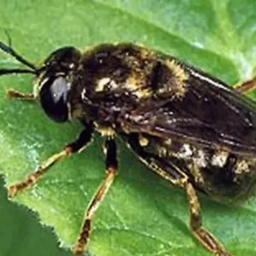 Microdon (Microdon) devius (Linnaeus, 1761):446
