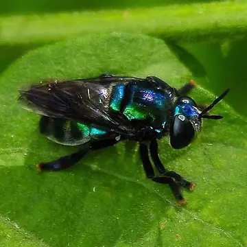 Microdon (Chymophila) fulgens Wiedemann, 1830:82