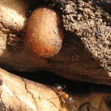 Microdon (Microdon) lanceolatus Adams, 1903:222