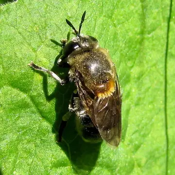 Microdon (Microdon) manitobensis Curran, 1924:227