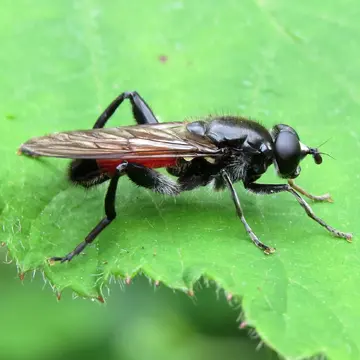 Brachypalpoides lentus Meigen, 1822:222