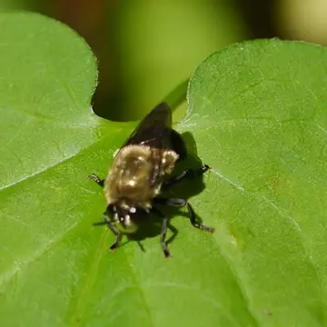 Microdon (Microdon) megalogaster Snow, 1892:34